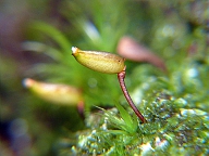 Bryophytes